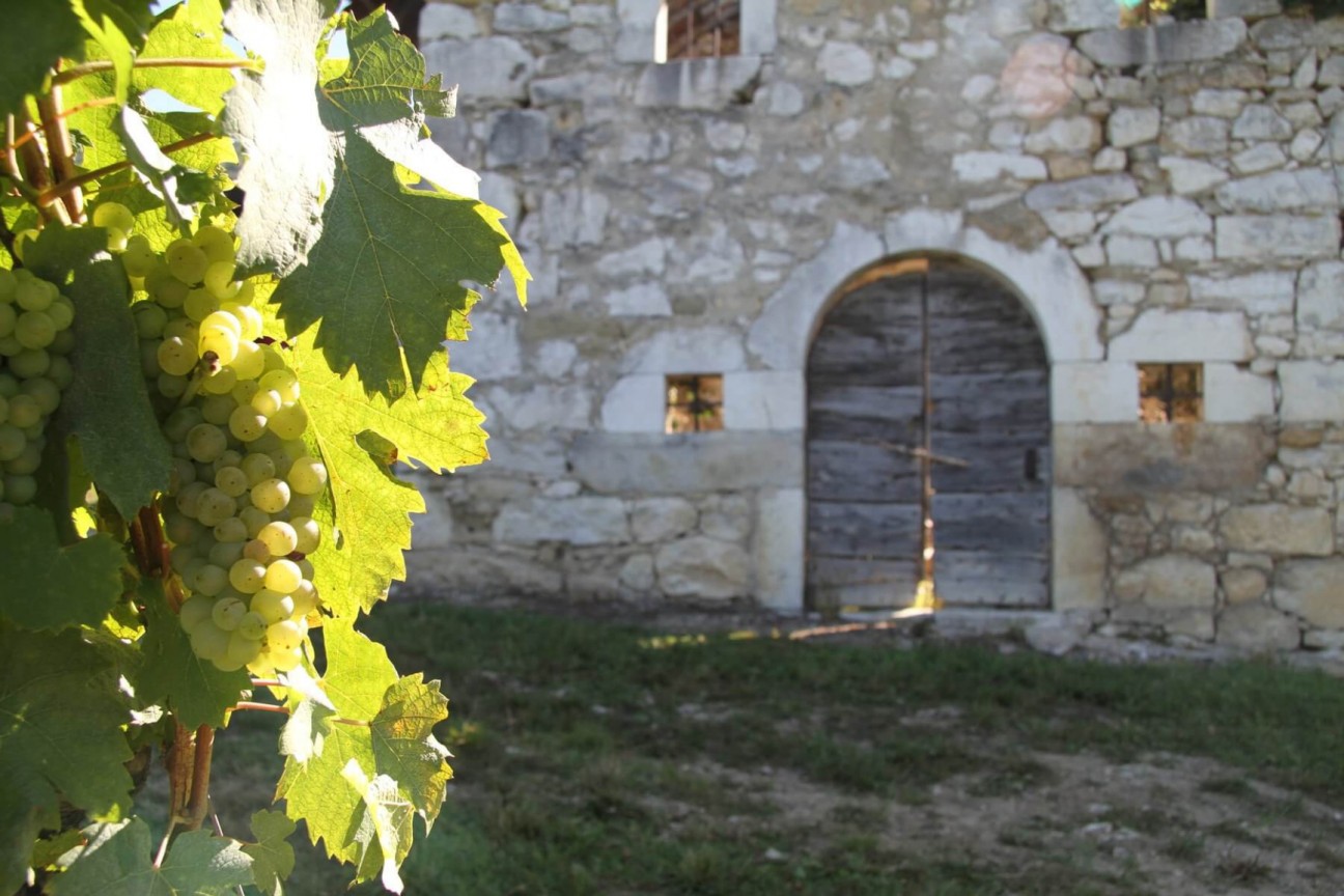 Investissez solidaire en devenant propriétaire d'un vignoble en collectivité