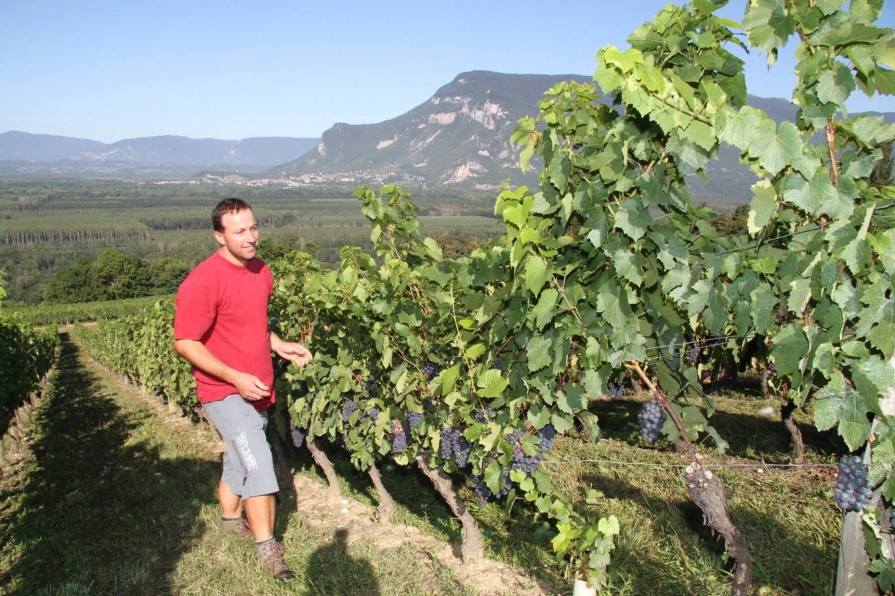S'installer comme vigneron en Savoie