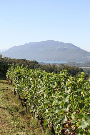 Vins de Chautagne