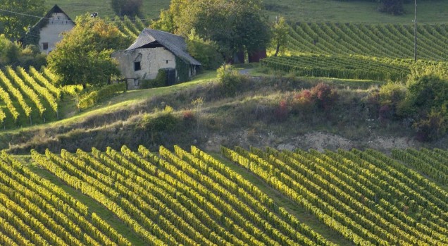 Vignobles savoyards