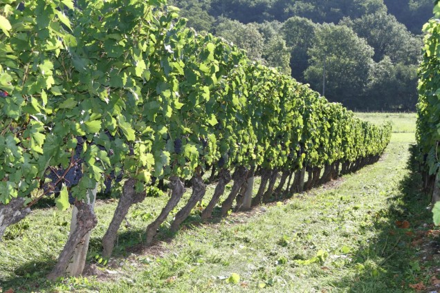 Investir dans le Vignoble Savoyard sur les appellations Chautagne et Apremont
