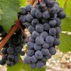 Vin cépage Cabernet Sauvignon