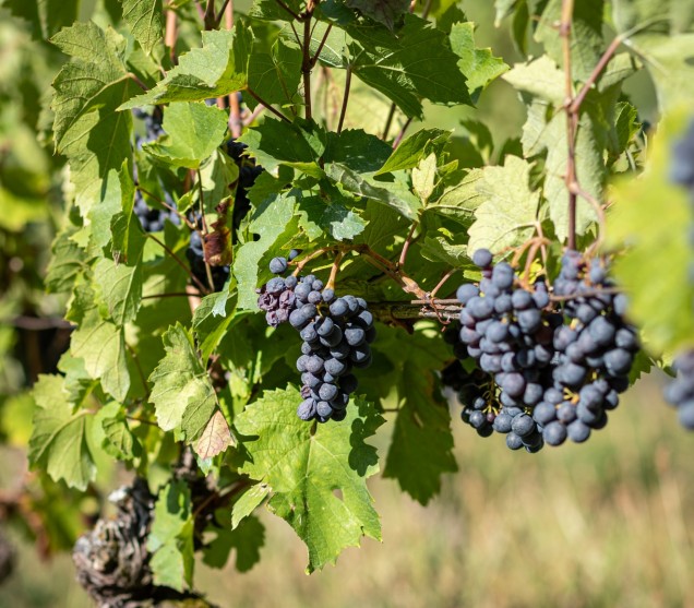 Vignes de Chautagne